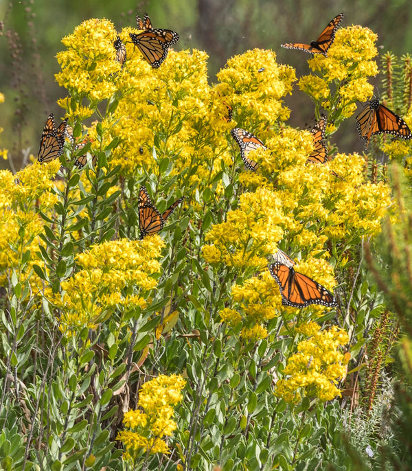 Goldenrod Showy